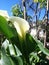 Beautiful cartridge flowers in the forest