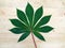 Beautiful Cassava leaf on wood background