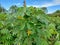 Beautiful cassava leaves in the garden.