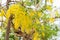 Beautiful cassia fistula flower on white sky background.