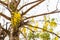 Beautiful cassia fistula flower on white sky background.