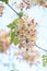 Beautiful Cassia javanica blossom flower