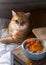 Beautiful cat on bed during breakfast time