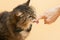 beautiful cat with bow-tie on neck, elegant pet portrait on color studio background,girl feeds with finger cat licking