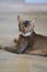 Beautiful cat breed Bengal lies on the floor