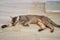 Beautiful cat breed Bengal lies on the floor