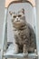 Beautiful cat of breed British Whiskas sits on the stepladder and looks at the repair work