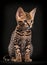 Beautiful cat with brindled fur on a dark background. Generative AI