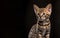 Beautiful cat with brindled fur on a dark background. Generative AI