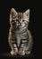 Beautiful cat with brindled fur on a dark background. Generative AI