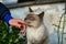 Beautiful cat on Cadaques landscape on Costa Brava, Catalonia, Spain.