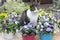 Beautiful cat in between colored pansy flowers