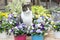 Beautiful cat in between colored pansy flowers