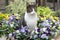 Beautiful cat in between colored pansy flowers