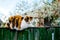 Beautiful cat on the fence in the village in the spring