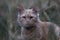 A beautiful cat in grass looks into camera close-up against a strongly unfocused grass background. Portrait of a cat. Nature, art