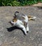 Beautiful cat on the ground it the park in Portugal