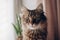 beautiful cat look portrait. maine coon with amazing green eyes, big whiskers and funny emotions on background of window room wit