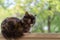 Beautiful cat lying on a wooden crossbar. Blurred background. Close up