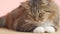 Beautiful cat on pink studio background, fluffy Siberian catlying and watching with interest, concept of pets, domestic animals