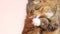 Beautiful cat on pink studio background, fluffy Siberian catlying and watching with interest, concept of pets, domestic animals