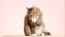 Beautiful cat on pink studio background, fluffy Siberian catlying and watching with interest, concept of pets, domestic animals