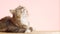 Beautiful cat on pink studio background, fluffy Siberian catlying and watching with interest, concept of pets, domestic animals