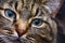 Beautiful cat portrait. Close-up view of a European Shorthair cat. Close up view of a european shorthair cat with selective focus