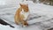 Beautiful cat. Red cat sits on a wooden porch in winter