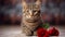 Beautiful Cat with Red Rose: Stunning Feline Portrait with Flower.