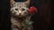 Beautiful Cat with Red Rose: Stunning Feline Portrait with Flower.