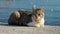 Beautiful cat relaxing on the pier at sea port on warm sunny day