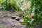 A beautiful cat is resting in the grass. The cat is lying in the garden