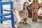 A beautiful cat rubbing a blue chair in a garden, close up, outdoor