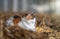 Beautiful cat sat snuggled up content in sunshine on fresh straw and hay in horses stable isolated from background in sunshine