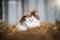 Beautiful cat sat snuggled up content in sunshine on fresh straw and hay in horses stable isolated from background in sunshine