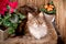 Beautiful cat sits and poses on balcony between flowers