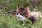 beautiful cat with suspicious white muzzle lying in the grass with a leaf in its mouth