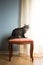 Beautiful cat on vintage stool