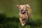 beautiful catahoula leopard dog puppy running outdoors