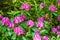 Beautiful Catawba Rhododendron Flowers