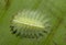 Beautiful Caterpillar seen at Badlapur