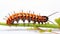 Beautiful Caterpillar With Striking Stripes And Copper Orange Fins
