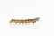Beautiful caterpillar yellow-brown on a white background with re