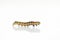 Beautiful caterpillar yellow-brown on a white background with re