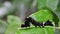 Beautiful caterpillars sleep on green leaves after eating the treetops