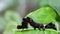 Beautiful caterpillars sleep on green leaves after eating the treetops