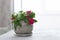 Beautiful Catharanthus flower home plant growing in natural clay flower pot on concrete on gray background. Copy space