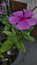 Beautiful catharanthus roseus flower in the house