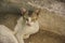 Beautiful cats outdoor looking near a wooden door